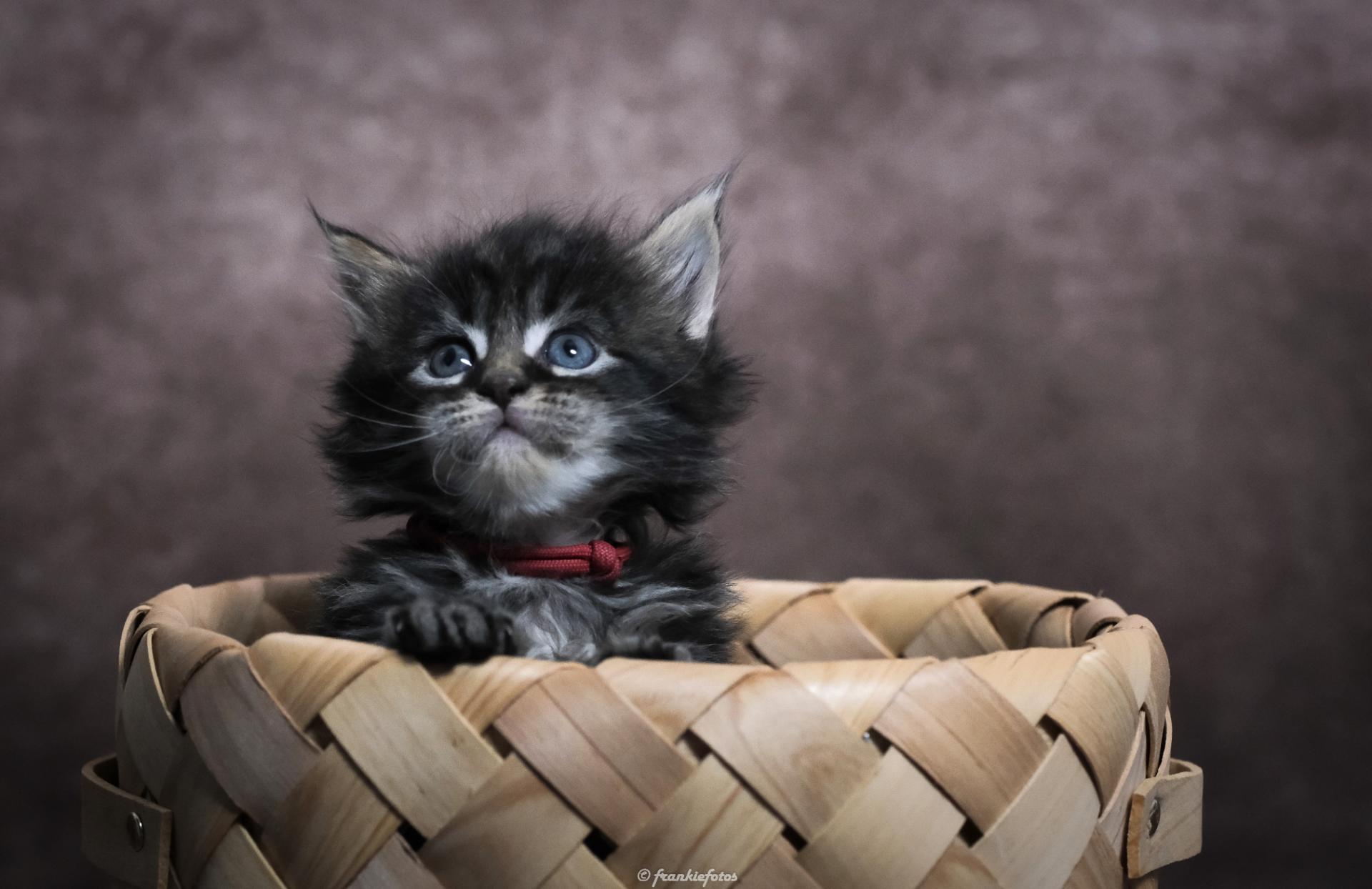 Chatons portées nées le 17 novembre 2020