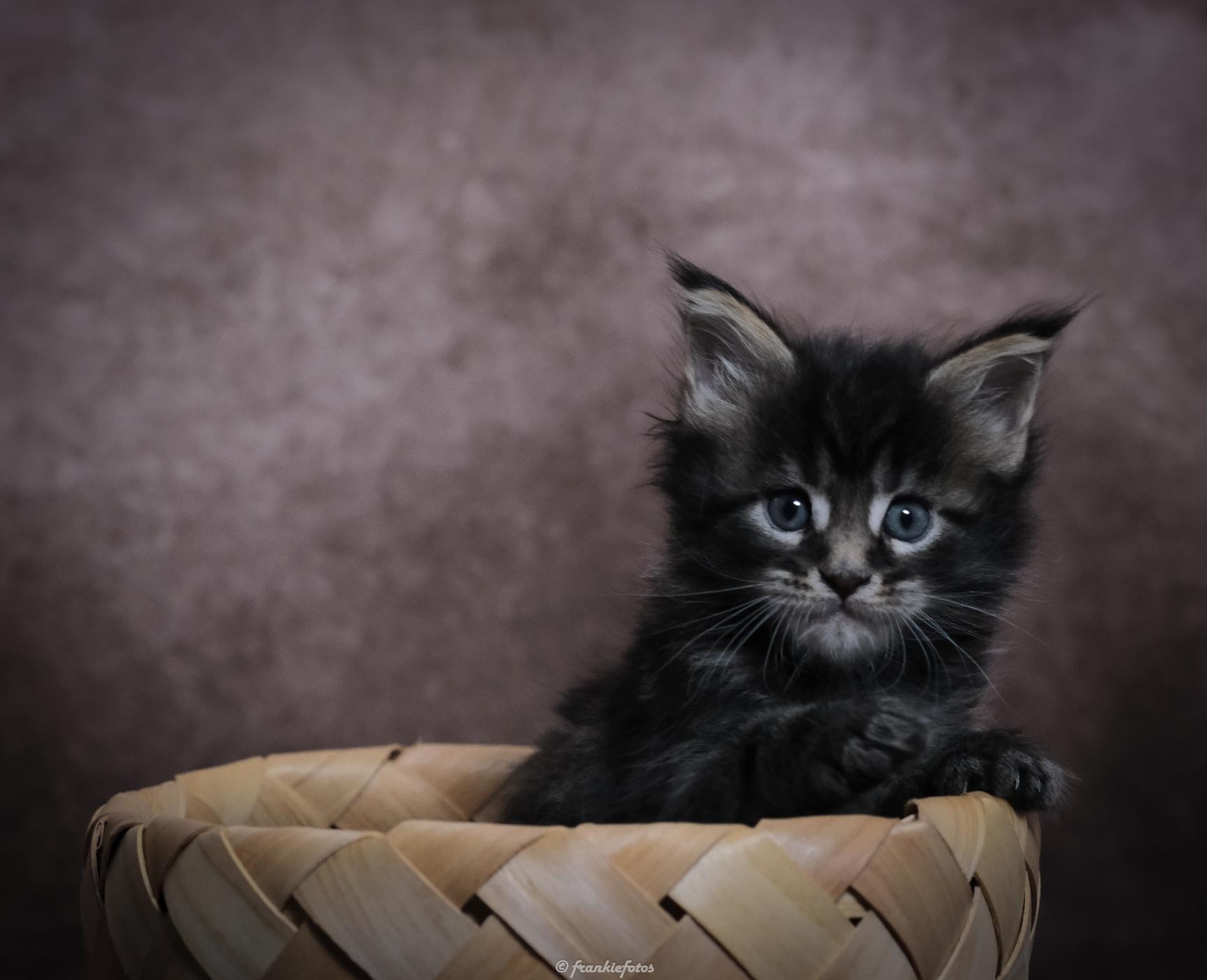 Chatons portées nées le 17 novembre 2020