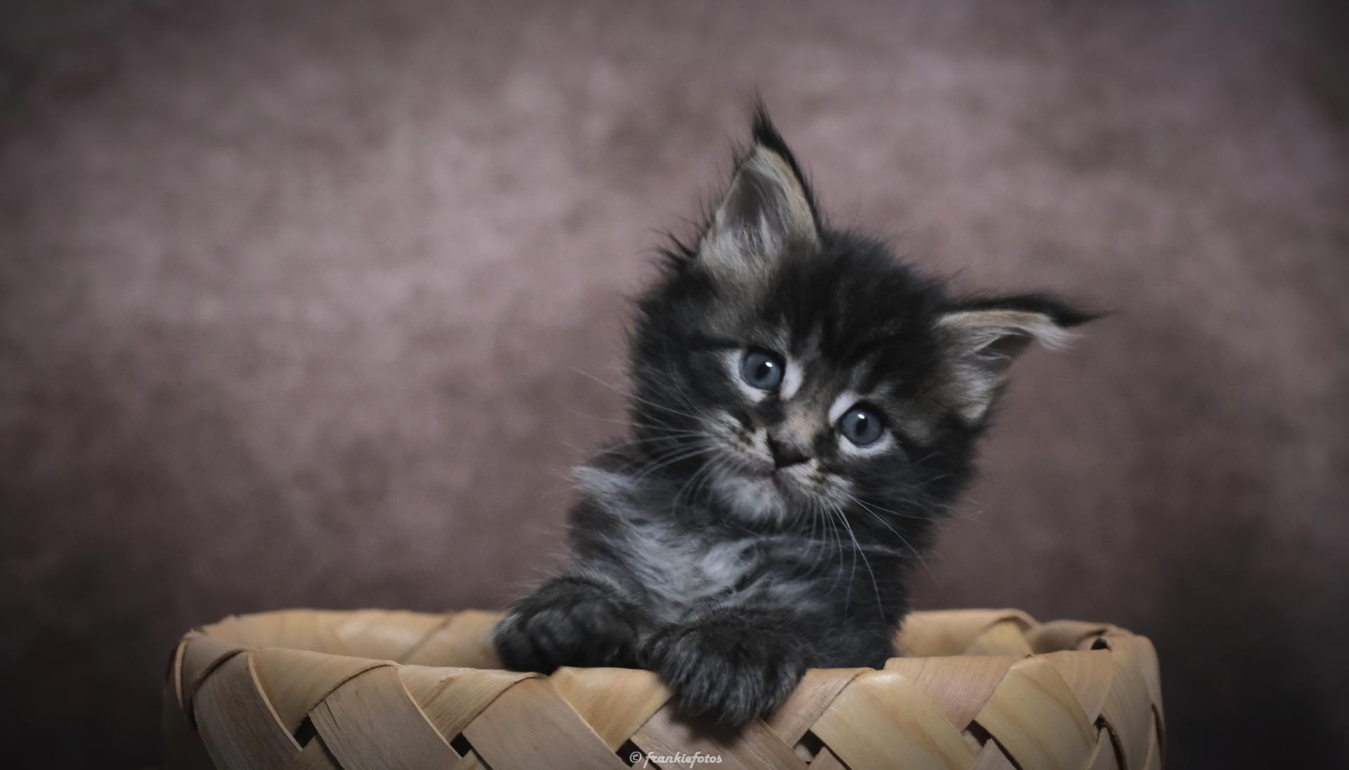 Chatons portées nées le 17 novembre 2020