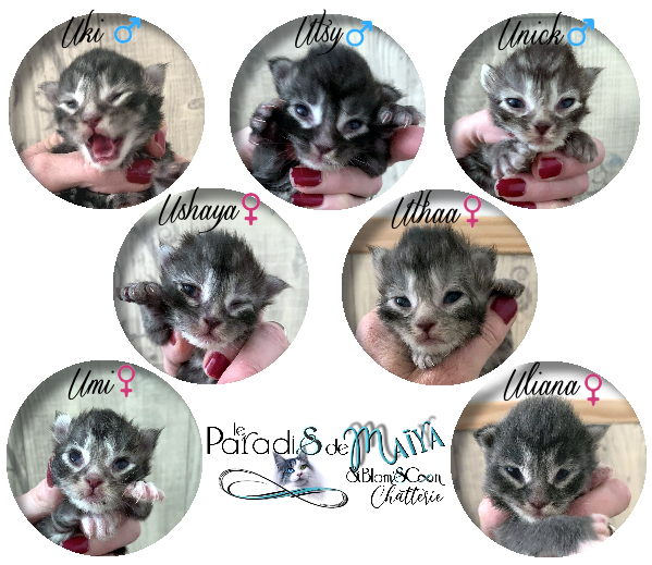 Site page chatons2